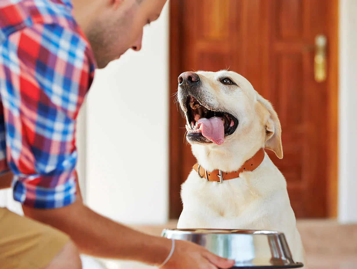 5 Ways to Build a Stronger Bond with Your Dog